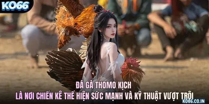 Đá gà Thomo kịch là nơi các chiến kê thể hiện sức mạnh và kỹ thuật vượt trội