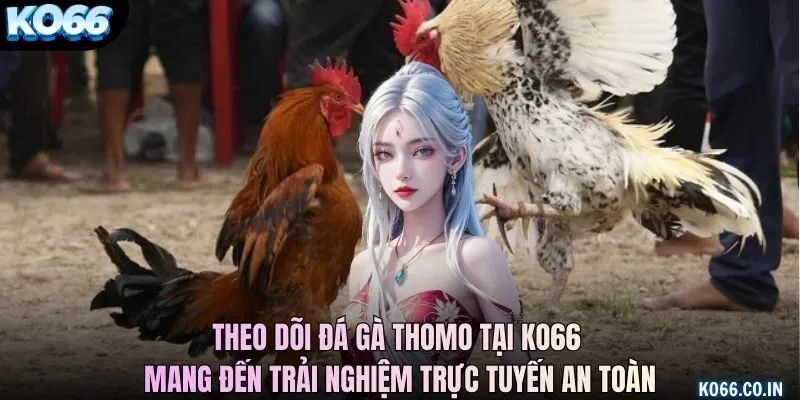 Theo dõi đá gà Thomo tại KO66 mang đến trải nghiệm trực tuyến an toàn